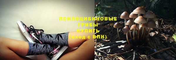 индика Белокуриха